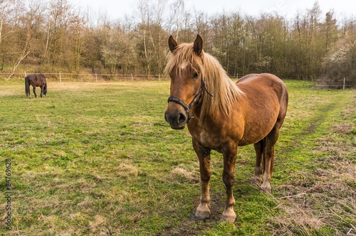 Brown horse stands on green grass