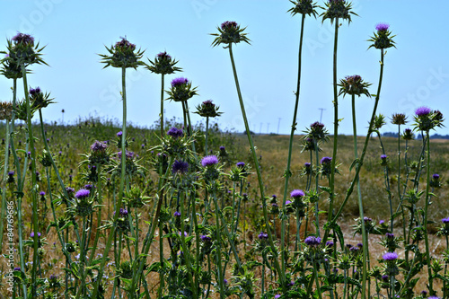 Meadows of Thistles