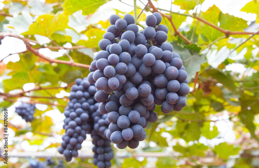 Large bunch of red wine grapes hang from a vine, warm. Ripe grapes with green leaves. Natural background with Vineyard. Wine concept