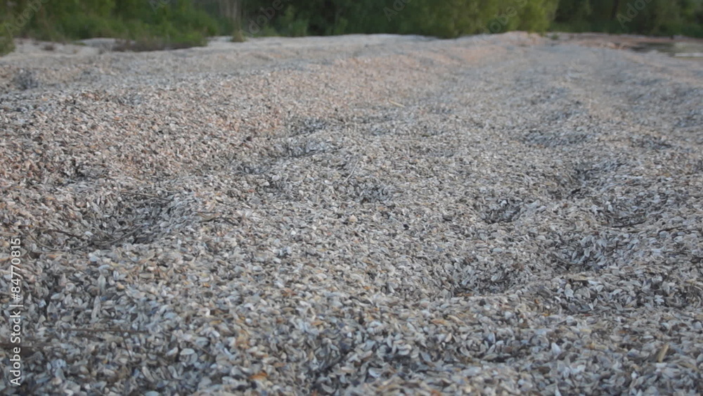A man walks through a beach made up sole of invasive zebra mussel shells. A man walks through a beach made up sole of invasive zebra mussel shells.