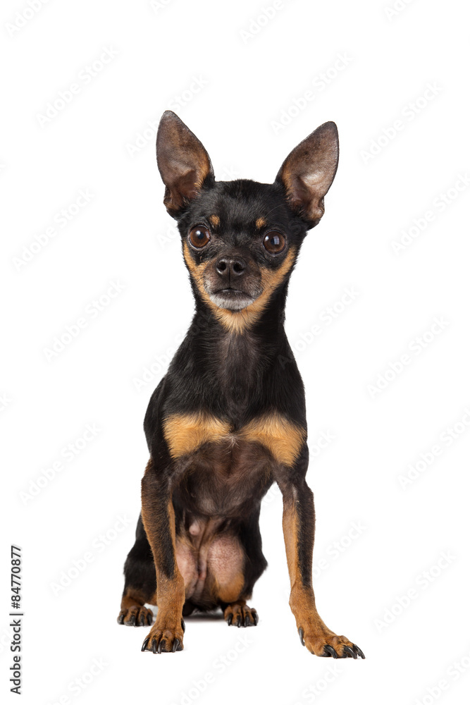 Toy terrier store mini