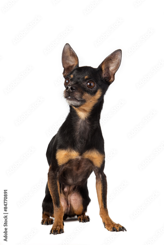 toy terrier mini toy terrier mini