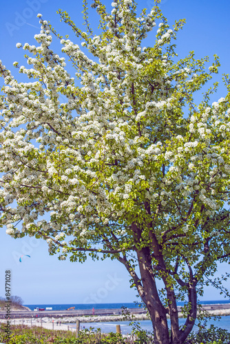 Fototapeta Naklejka Na Ścianę i Meble -  Baum an der Ostsee