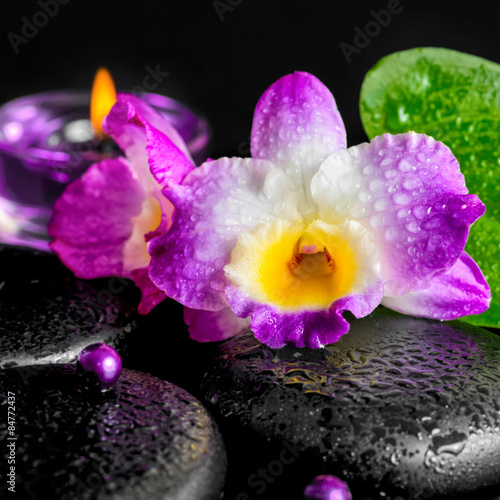 spa concept of orchid flower, zen basalt stones with drops, lila