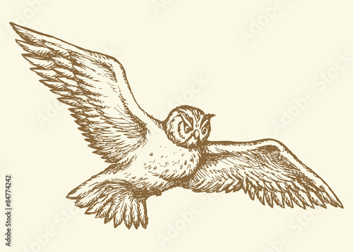 Flying owl. Vector drawing