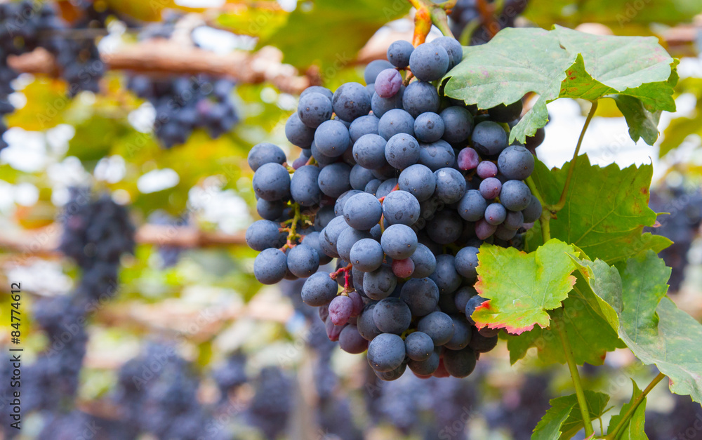 Fototapeta premium Grapes in vineyard