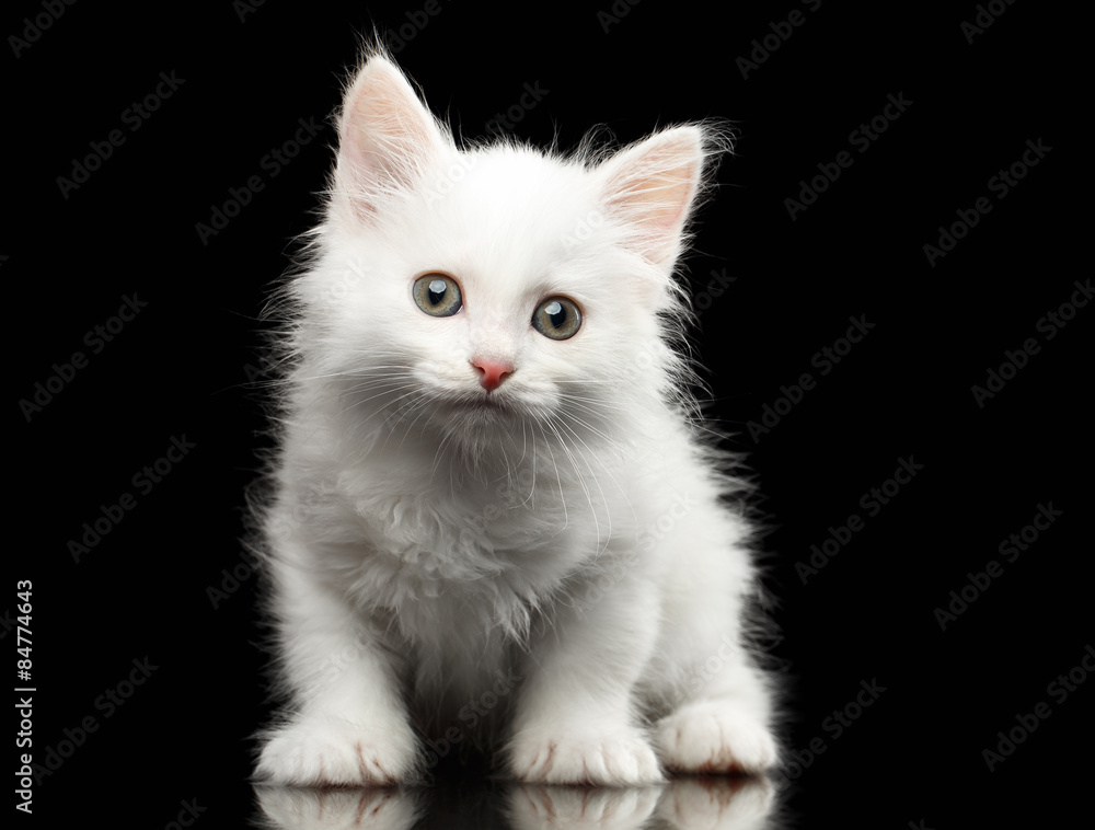 Closeup Small Cute White Kitten on Black
