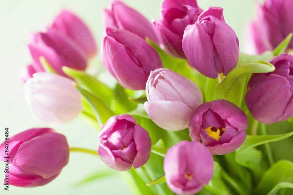 beautiful purple tulip flowers