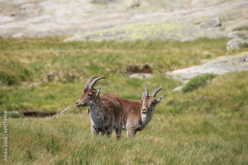 Steinböcke in der spanischen Sierra de Gredos