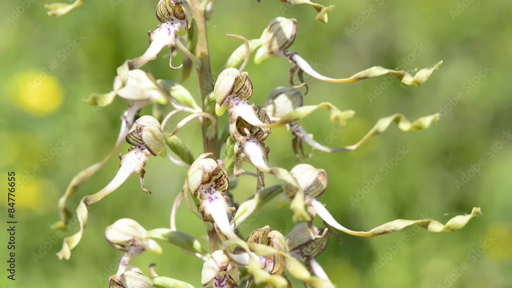 Bocks-Riemenzunge,Himantoglossum hircinum,Orchidee der Schwäbischen Alb
Bocks-Riemenzunge,Himantoglossum hircinum,Orchidee der Schwäbischen Alb