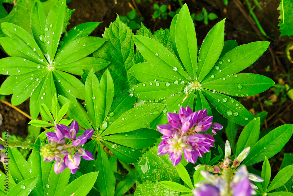 dew on the leaves of lupine dew on the leaves of lupine