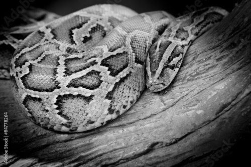 Close-up photo of burmese python (Python molurus bivittatus) iso