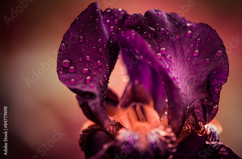 Fototapeta Naklejka Na Ścianę i Meble -  colorful iris flower leafs with drops