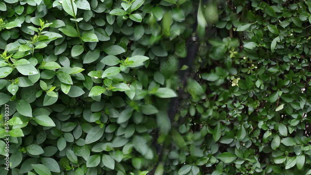 Hedge cutter trimming Hedge cutter trimming