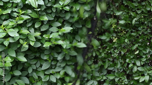 Hedge cutter trimming