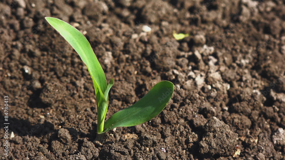 Growing Young Green Maize Corn Seedling Sprouts in Cultivated Agricultural Farm Field Growing Young Green Maize Corn Seedling Sprouts in Cultivated Agricultural Farm Field
