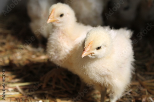 Chicken Kids (Bresse Gauloise)