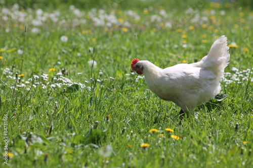Chicken on Meadow (Bresse Gauloise)