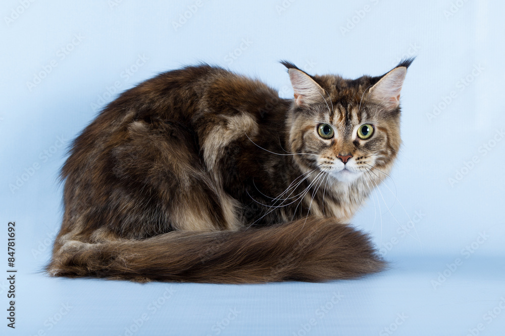  portrait of maine coon cat on blue background