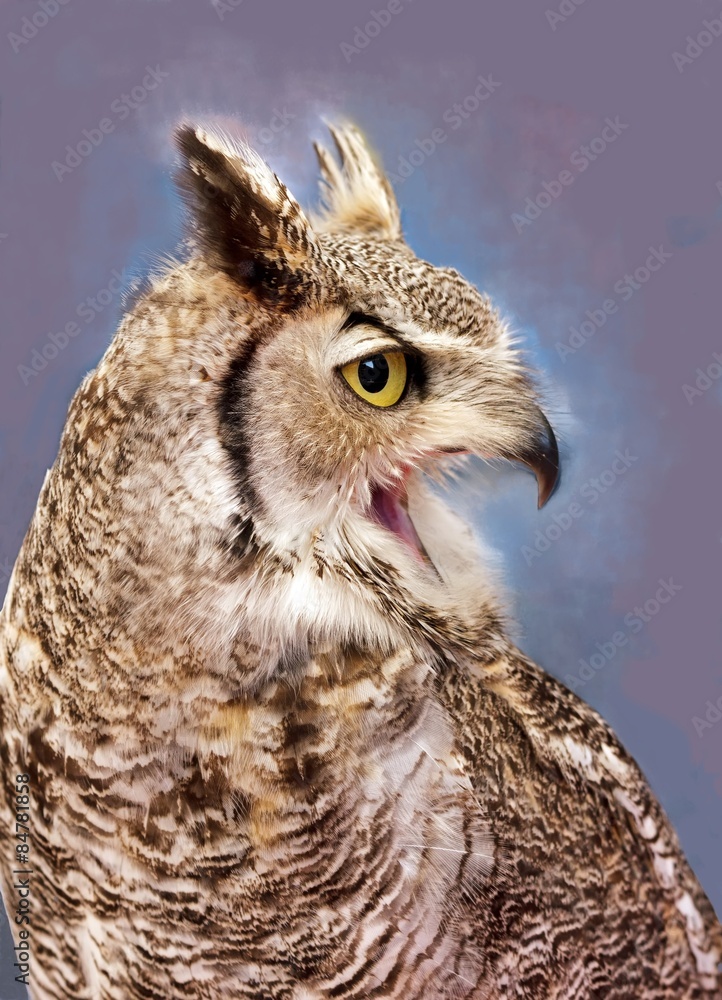 Hibou Grand Duc Le Cri Stock Photo Adobe Stock