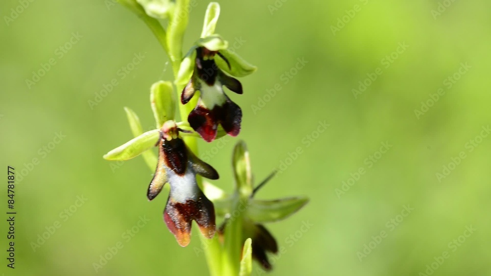 Fliegen-Ragwurz,Ophrys insectifera, Orchidee der Schwäbischen Alb
Fliegen-Ragwurz,Ophrys insectifera, Orchidee der Schwäbischen Alb