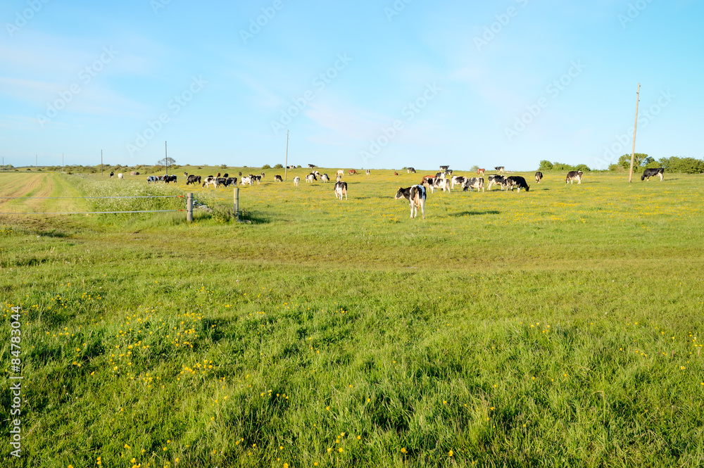 Fototapeta premium Grazing cows