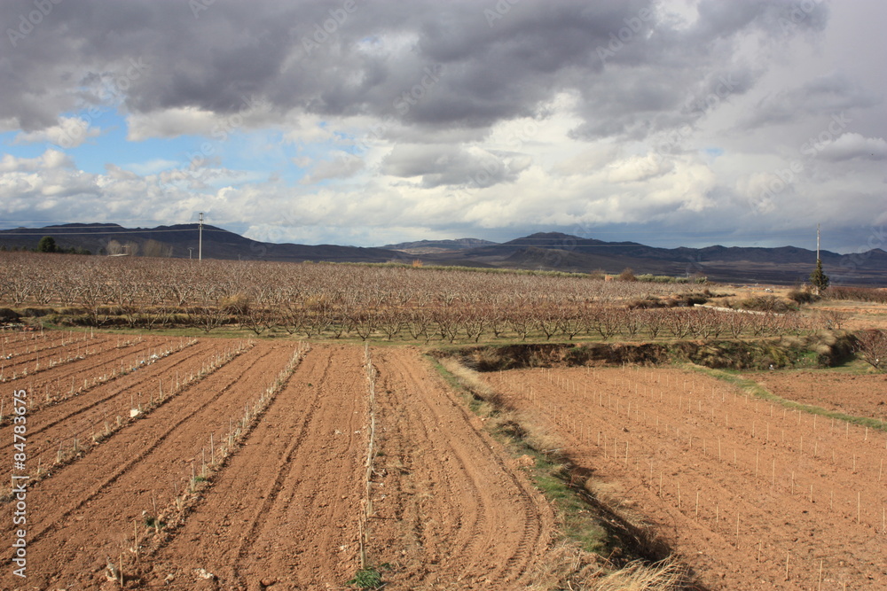 Campos sembrados y frutales en Aluenda. Zaragoza Campos sembrados y frutales en Aluenda. Zaragoza