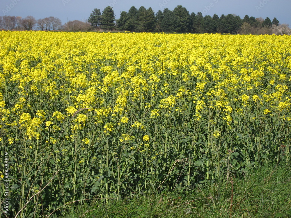 Flower of rape Flower of rape