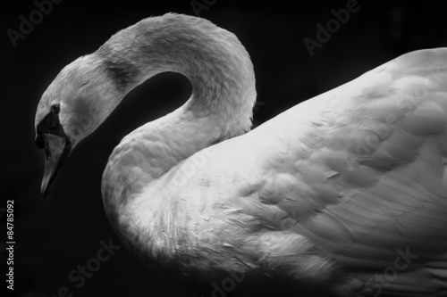 Fototapeta Naklejka Na Ścianę i Meble -  white swan