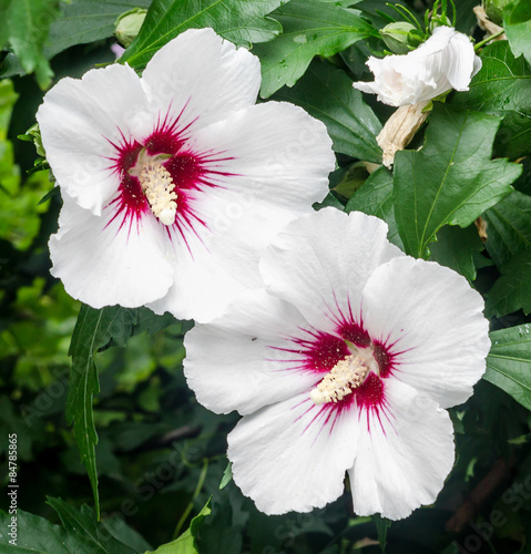 White Hibiscus rosa-chinensis flower, close up