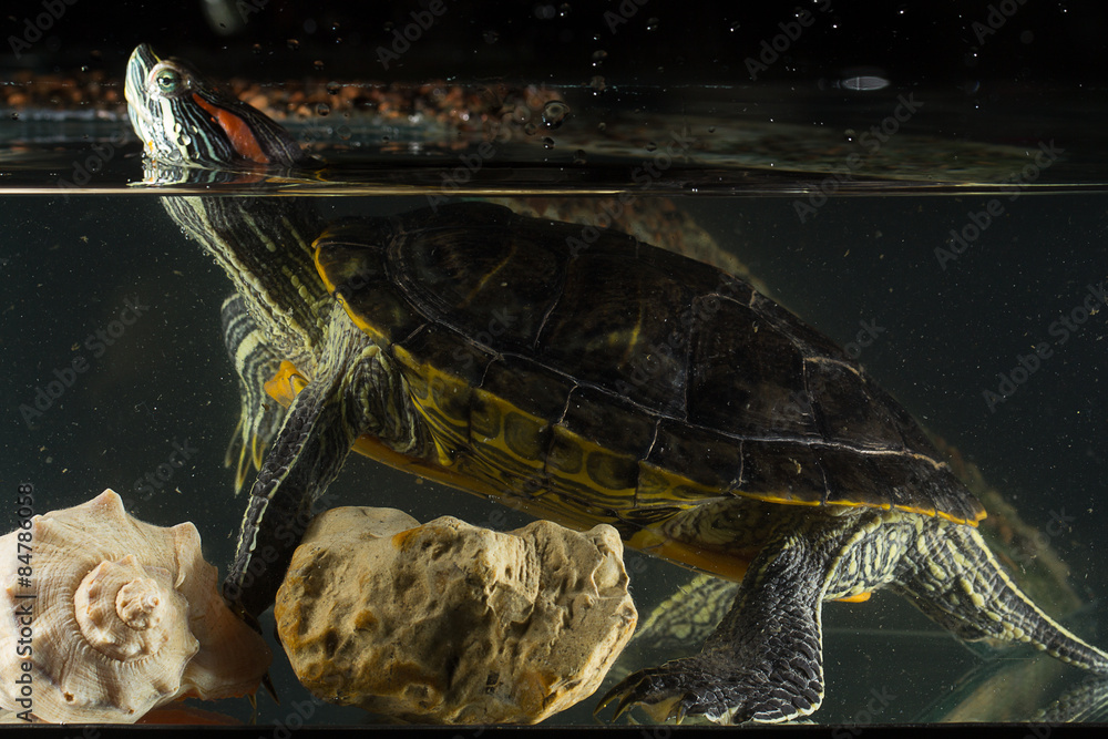 Fototapeta premium Young turtle sitting in aquarium