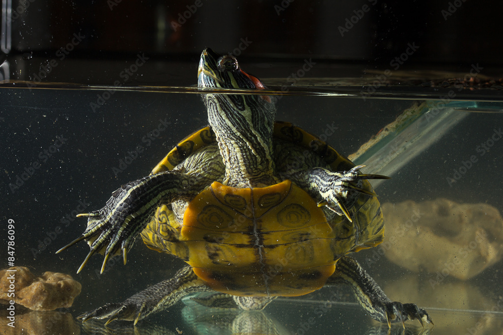 Fototapeta premium Young turtle sitting in aquarium