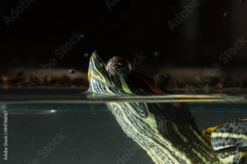 Fototapeta Naklejka Na Ścianę i Meble -  Young turtle sitting in aquarium