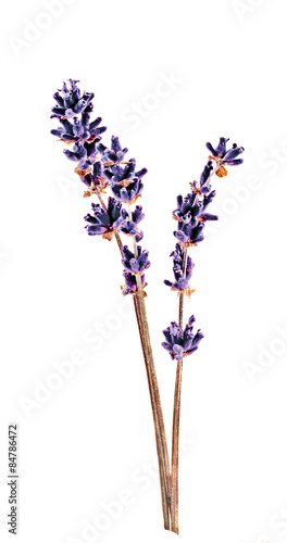 Fototapeta Naklejka Na Ścianę i Meble -  Dark blue Lavandula flower (common name lavender)