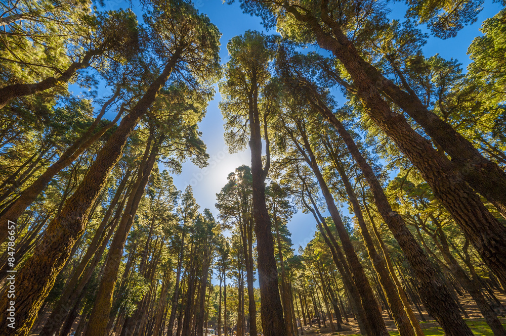 Fototapeta premium La Palma