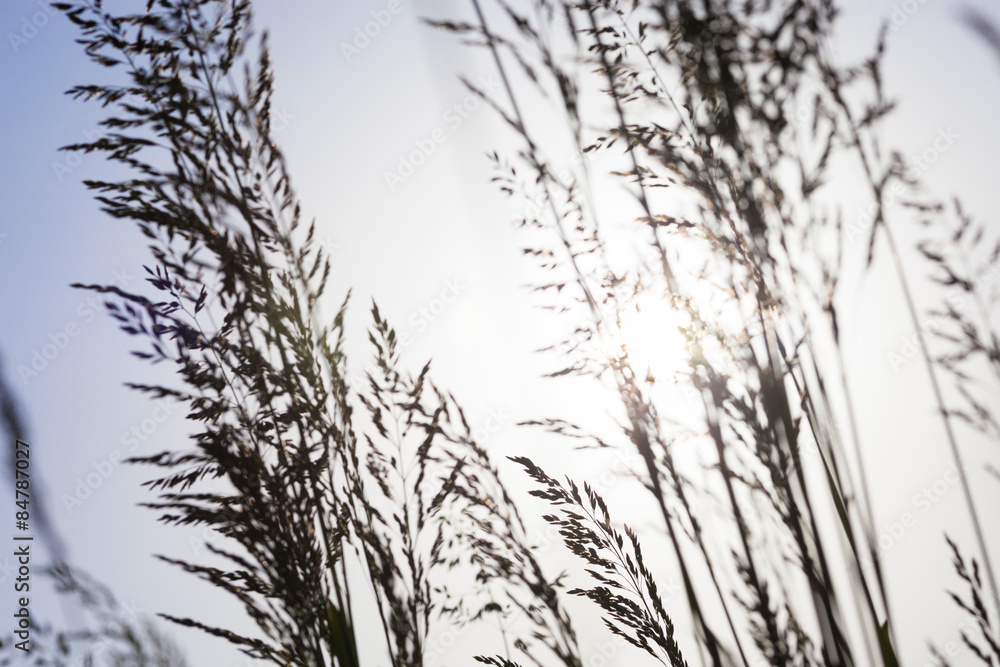 Fototapeta premium Silhouettes of the grass in the field