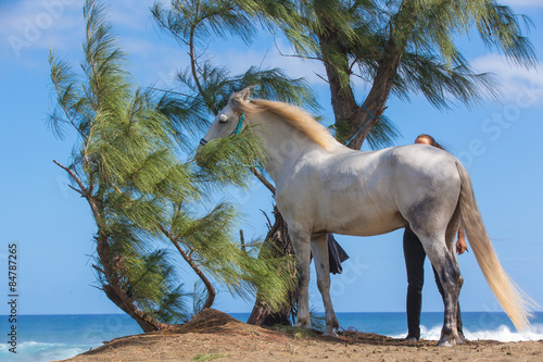 Fototapeta Naklejka Na Ścianę i Meble -  cheval blanc sous les filaos, plage de l'Etang-Salé, Réunion 