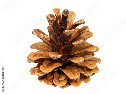 One fir cone.Isolated