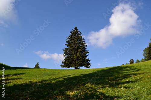 abeti da soli in un prato di montagna photo