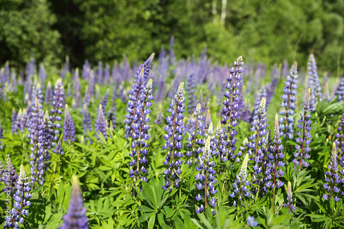 Wild lupines  