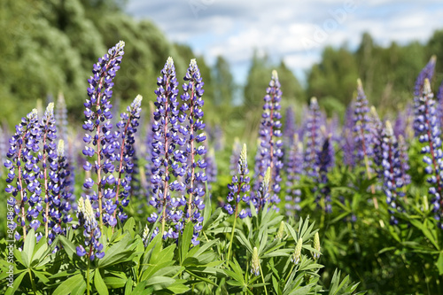 Wild lupines  