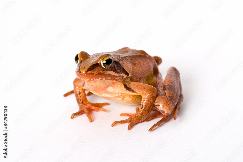 Obraz premium Frog sitting isolated on white background. It´s a spring frog (Rana dalmatina).