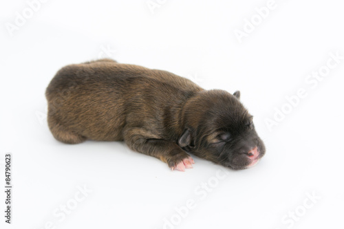 One day for newborn pup © sorapop