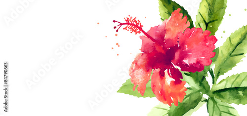 Vector background with red watercolor hibiscus