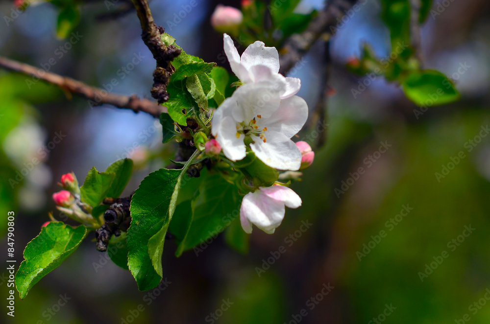 Obraz premium apple tree blossoms