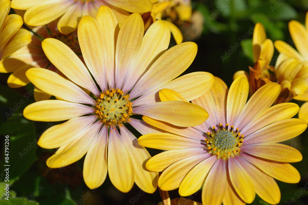 Fototapeta premium gelb rosa Mittagsblumen