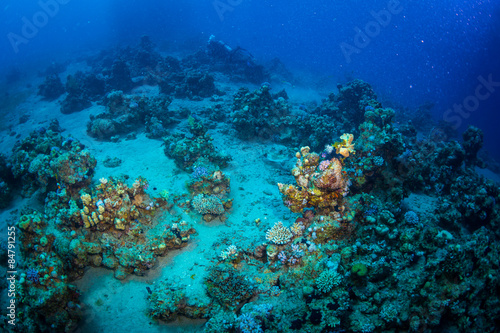 Wallpaper Mural Tropical fish Torontodigital.ca