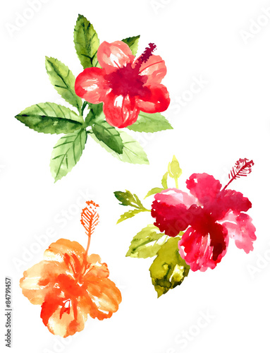 Collection of watercolor hibiscus flowers