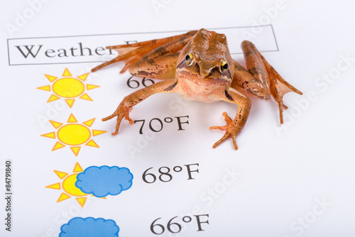 фотографія Frog as a weather prophet makes the weather forecast, English Version