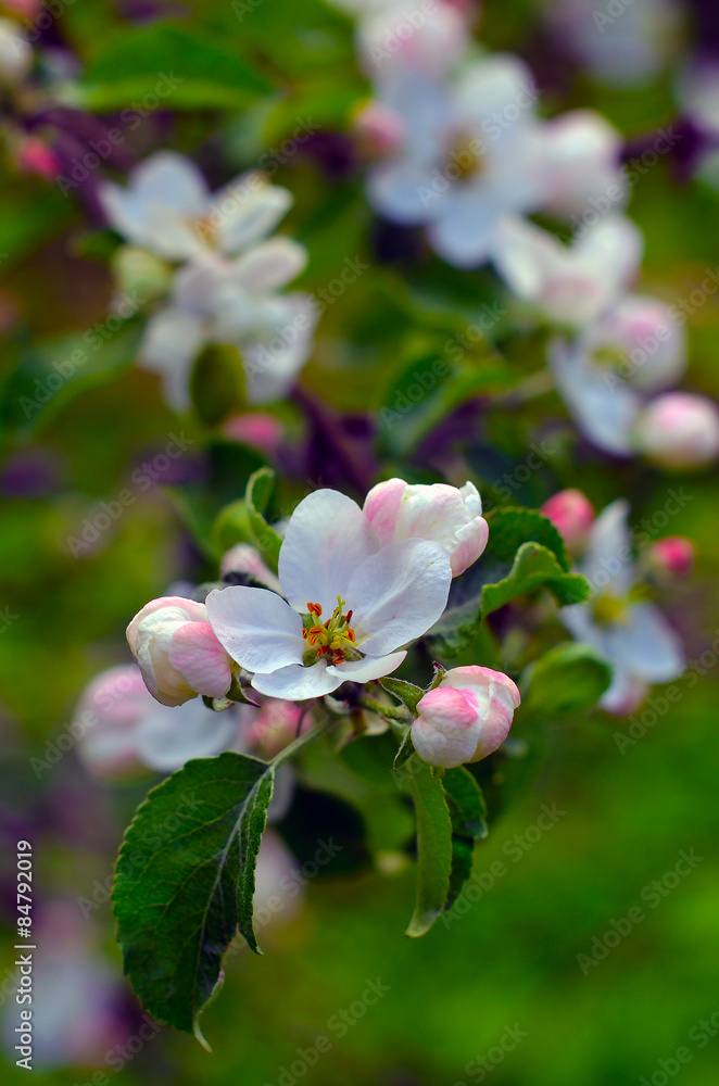 Fototapeta premium apple tree blossoms